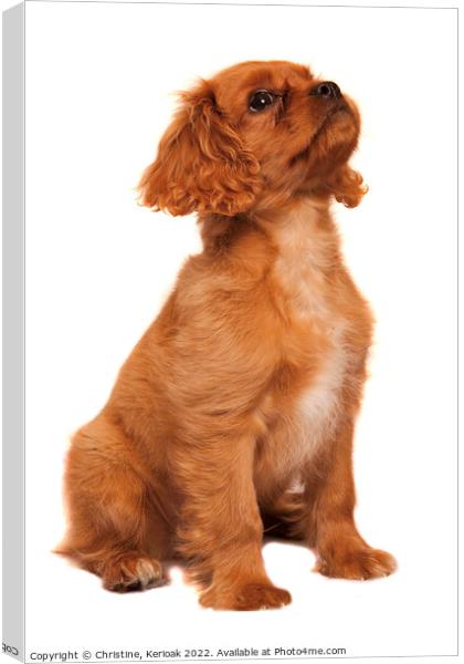 Cavalier King Charles Spaniel puppy practicing his Canvas Print by Christine Kerioak