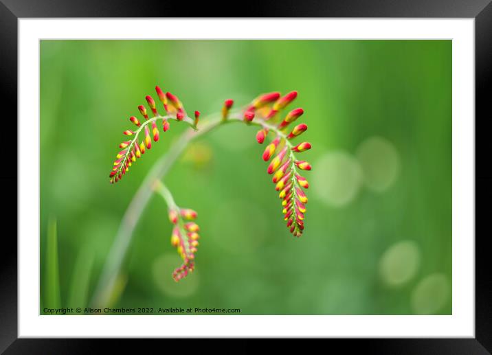 Crocosmia Flower Framed Mounted Print by Alison Chambers