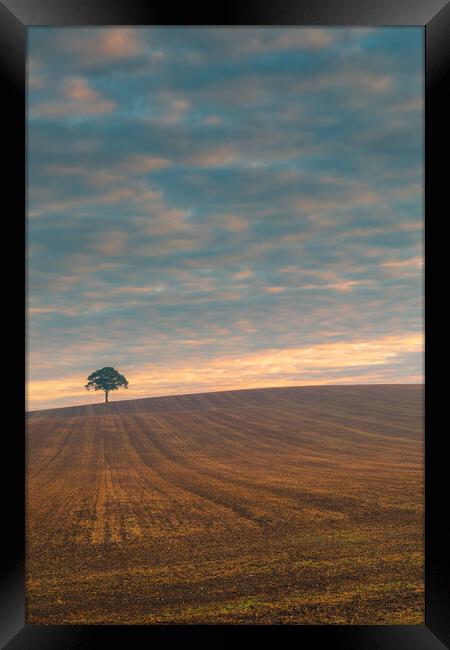 Lone tree at sunrise #1 Framed Print by Bill Allsopp