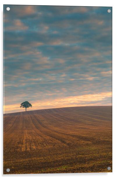 Lone tree at sunrise #1 Acrylic by Bill Allsopp