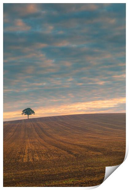 Lone tree at sunrise #1 Print by Bill Allsopp