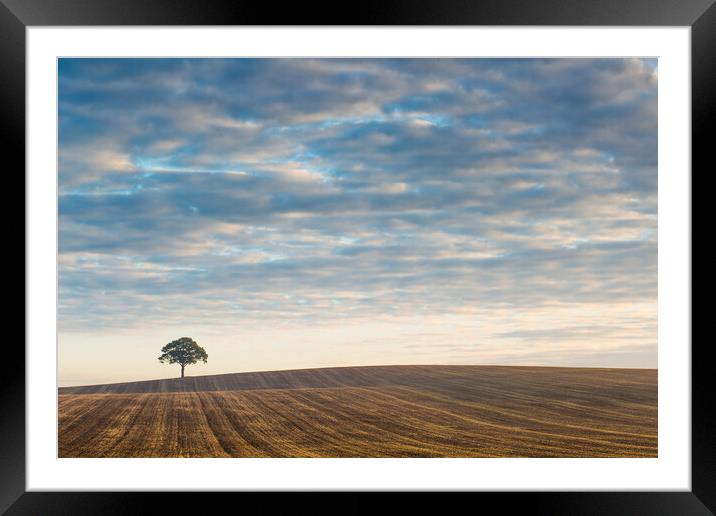 Lone tree at sunrise #3 Framed Mounted Print by Bill Allsopp