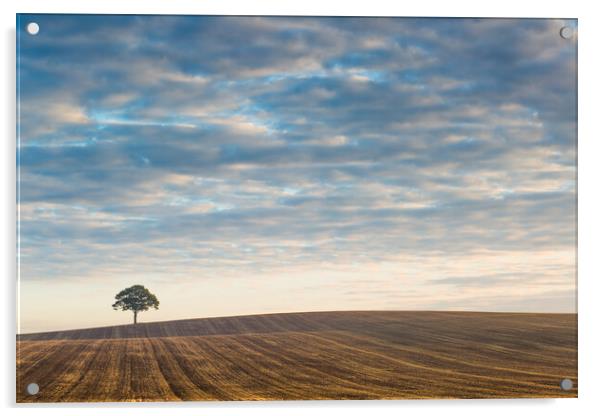 Lone tree at sunrise #3 Acrylic by Bill Allsopp