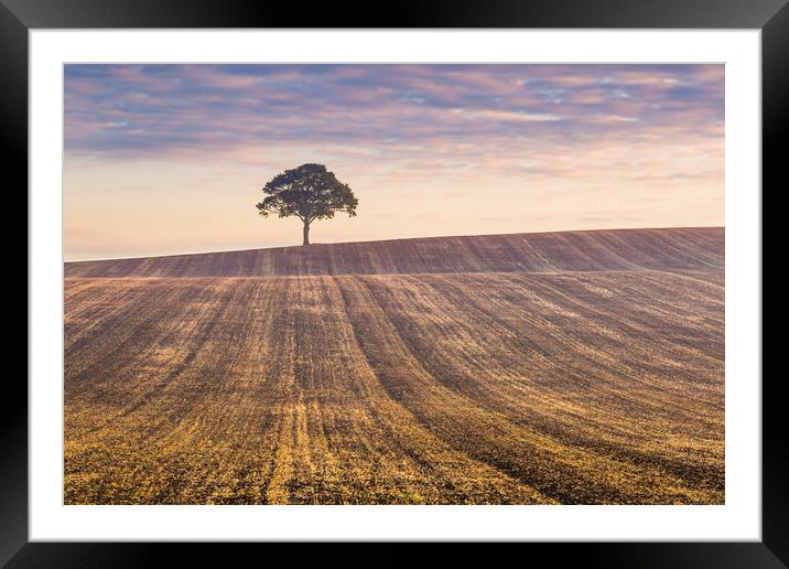 Lone tree at sunrise #2 Framed Mounted Print by Bill Allsopp