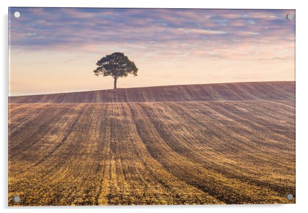 Lone tree at sunrise #2 Acrylic by Bill Allsopp