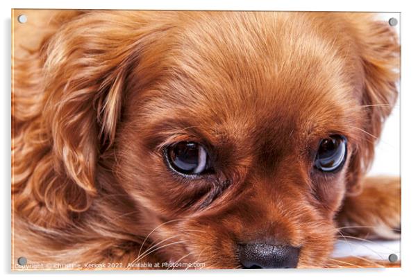 Cavalier King Charles Spaniel Puppy Portrait Acrylic by Christine Kerioak