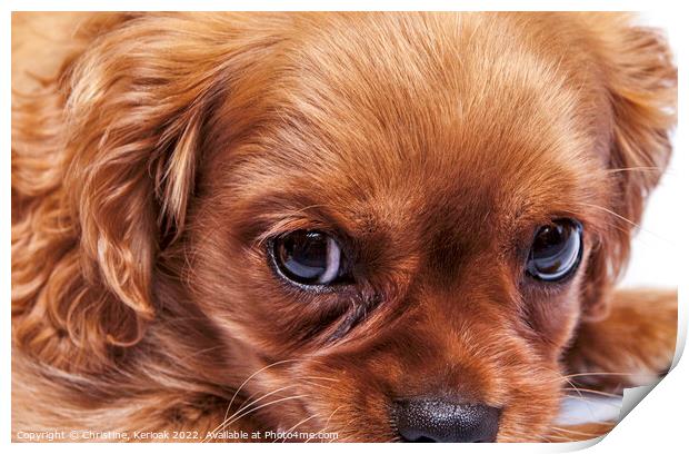 Cavalier King Charles Spaniel Puppy Portrait Print by Christine Kerioak