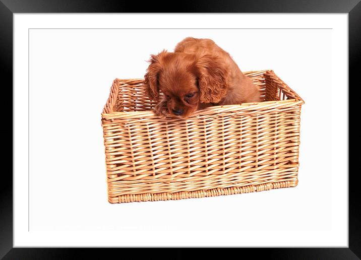 Cavalier King Charles Spaniel Puppy in a Basket  Framed Mounted Print by Christine Kerioak