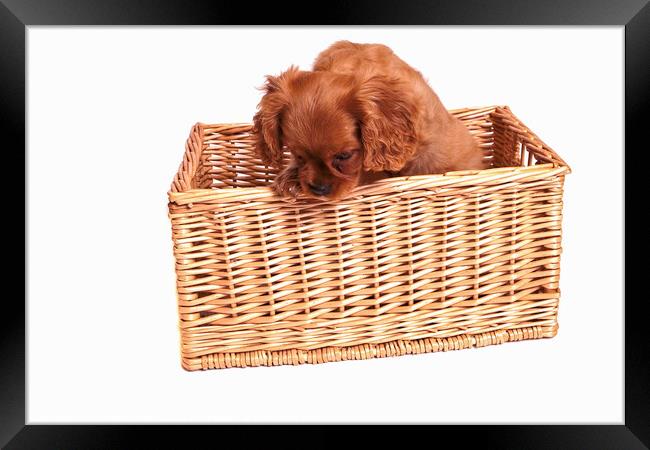 Cavalier King Charles Spaniel Puppy in a Basket  Framed Print by Christine Kerioak