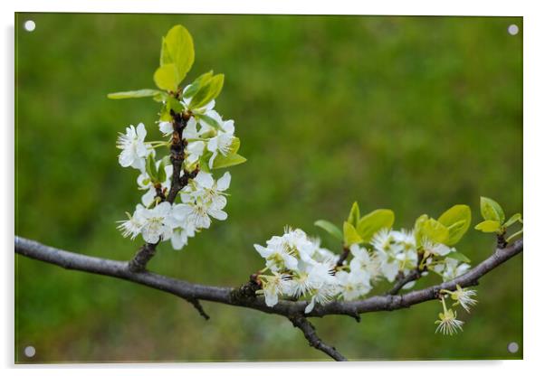 Prunus Domestica European Plum Flowers Acrylic by Artur Bogacki