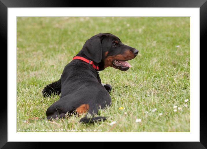 Dobermann Puppy with Toy Framed Mounted Print by Christine Kerioak
