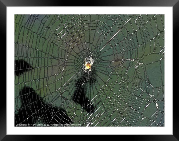 Waiting in the Web. Framed Mounted Print by Mark Ward