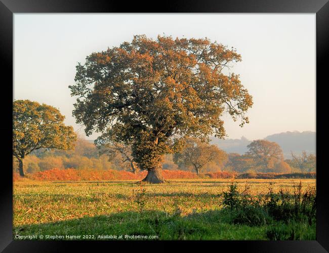 The Majestic Solitude Framed Print by Stephen Hamer