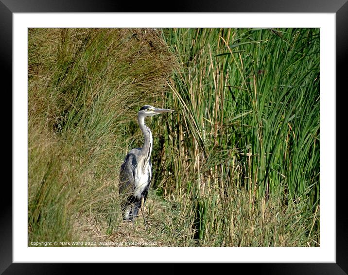 Grey Heron in the Reeds. Framed Mounted Print by Mark Ward