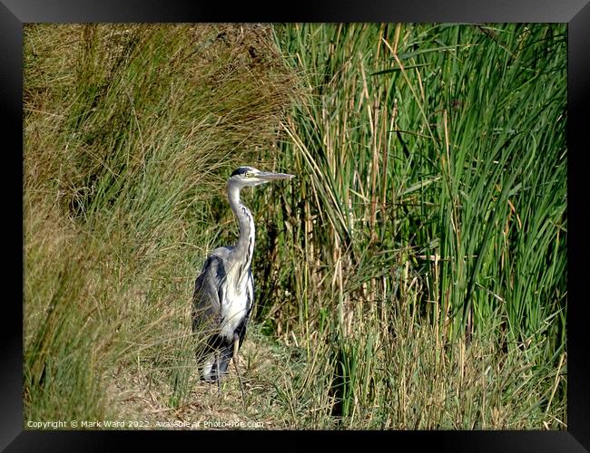 Grey Heron in the Reeds. Framed Print by Mark Ward