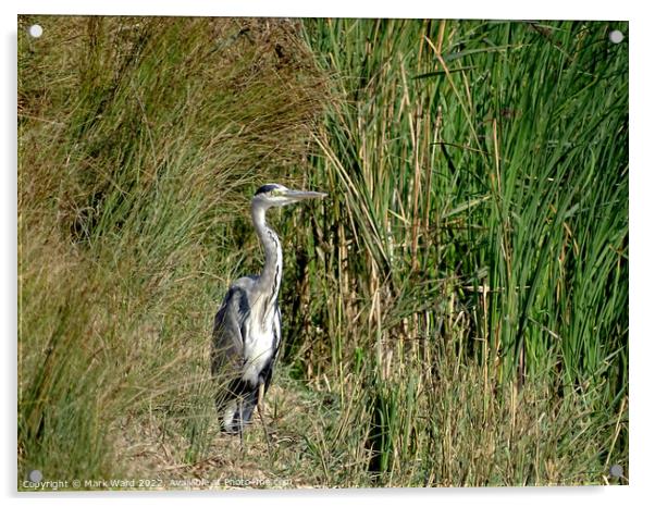 Grey Heron in the Reeds. Acrylic by Mark Ward
