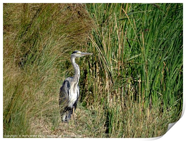 Grey Heron in the Reeds. Print by Mark Ward