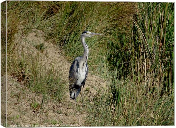 Grey Heron by the Water. Canvas Print by Mark Ward