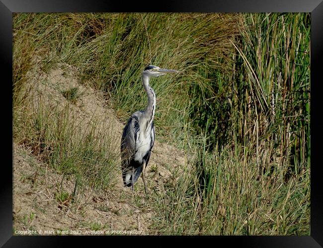 Grey Heron by the Water. Framed Print by Mark Ward