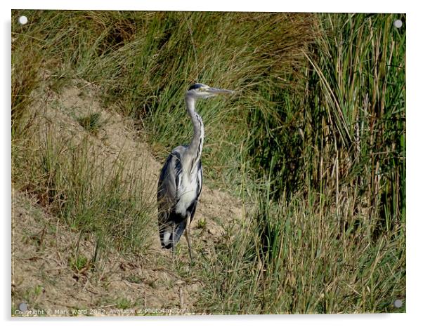 Grey Heron by the Water. Acrylic by Mark Ward