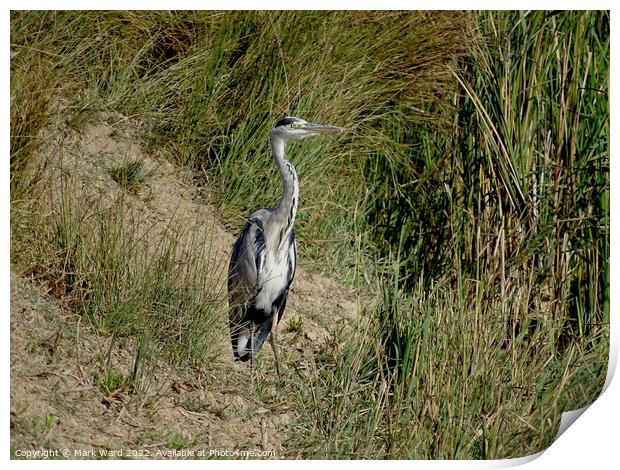 Grey Heron by the Water. Print by Mark Ward