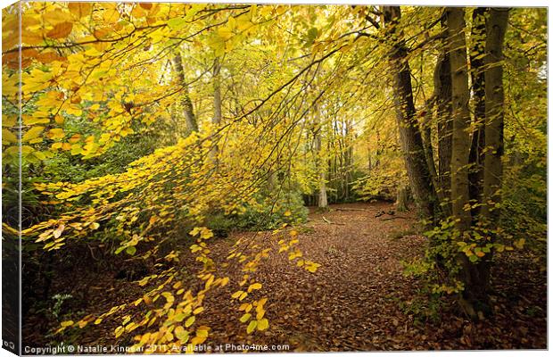 Autumn Woodland Scene II Canvas Print by Natalie Kinnear