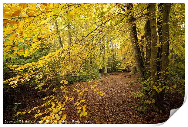 Autumn Woodland Scene II Print by Natalie Kinnear