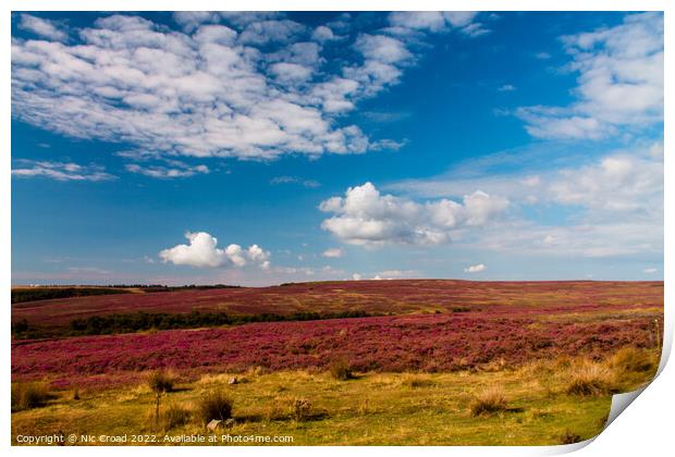 Yorkshire Heather Print by Nic Croad