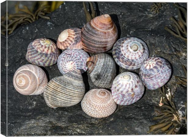 Sea snail shells Canvas Print by Photimageon UK