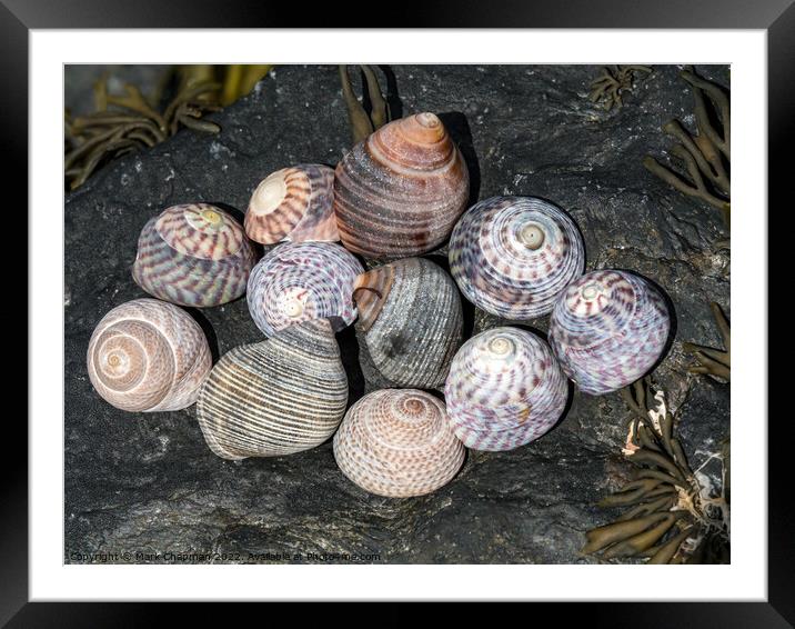 Sea snail shells Framed Mounted Print by Photimageon UK