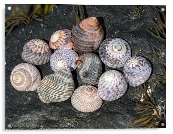 Sea snail shells Acrylic by Photimageon UK