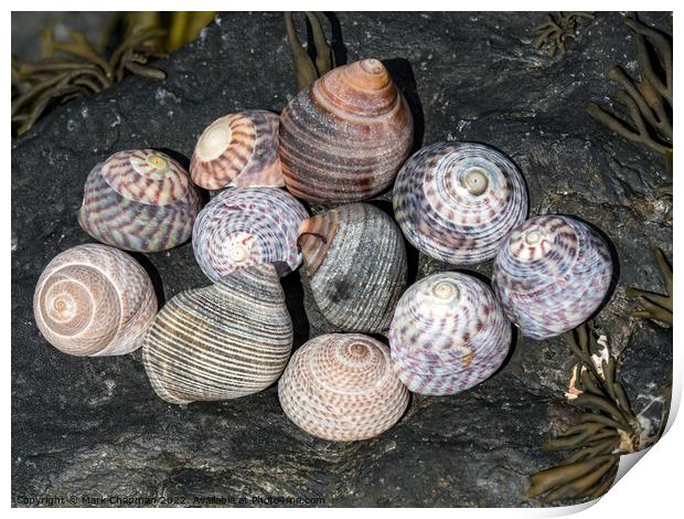 Sea snail shells Print by Photimageon UK