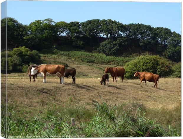 Cattle in the Sussex Countryside. Canvas Print by Mark Ward