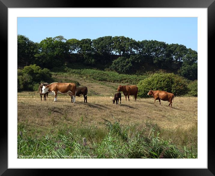Cattle in the Sussex Countryside. Framed Mounted Print by Mark Ward