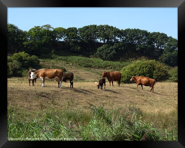 Cattle in the Sussex Countryside. Framed Print by Mark Ward