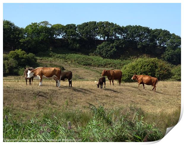Cattle in the Sussex Countryside. Print by Mark Ward