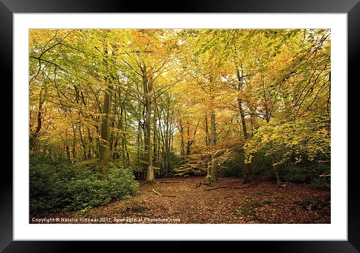 Autumn Woodland Scene I Framed Mounted Print by Natalie Kinnear