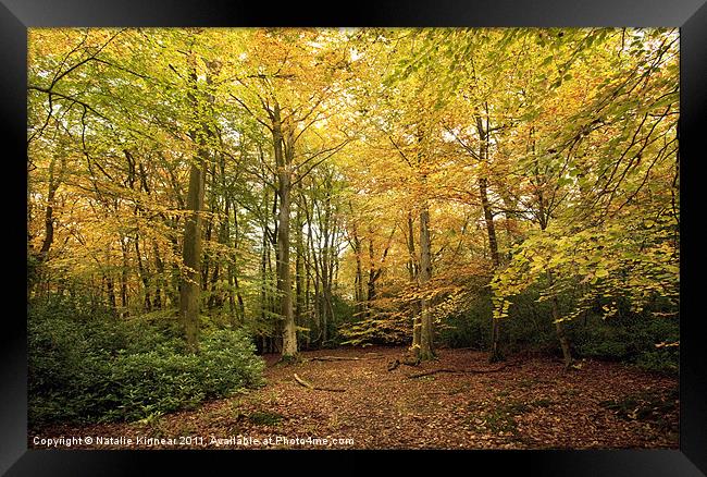 Autumn Woodland Scene I Framed Print by Natalie Kinnear