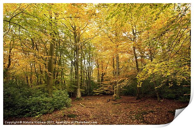 Autumn Woodland Scene I Print by Natalie Kinnear
