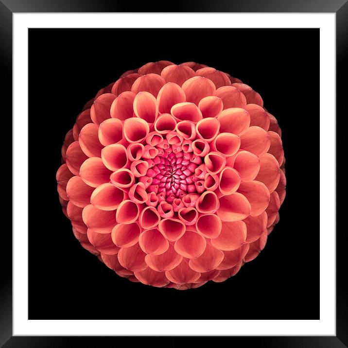 Portrait of a Dahlia  Framed Mounted Print by Martin Williams