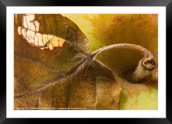Autumn Apple 2 Framed Mounted Print by STEPHEN THOMAS