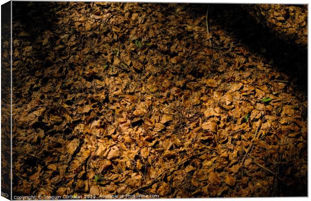 Natural autumn background, warmth of fallen dry leaves on the gr Canvas Print by Joaquin Corbalan