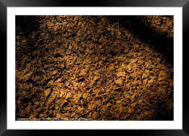 Natural autumn background, warmth of fallen dry leaves on the gr Framed Mounted Print by Joaquin Corbalan
