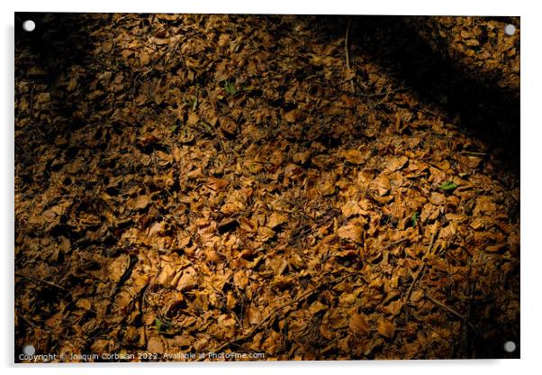Natural autumn background, warmth of fallen dry leaves on the gr Acrylic by Joaquin Corbalan