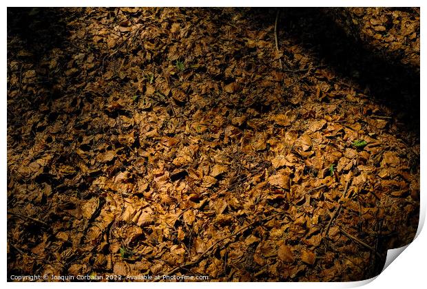 Natural autumn background, warmth of fallen dry leaves on the gr Print by Joaquin Corbalan