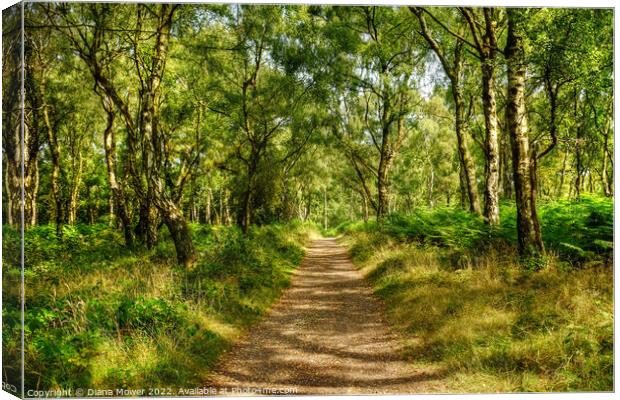 Cannock Chase in Summer Canvas Print by Diana Mower