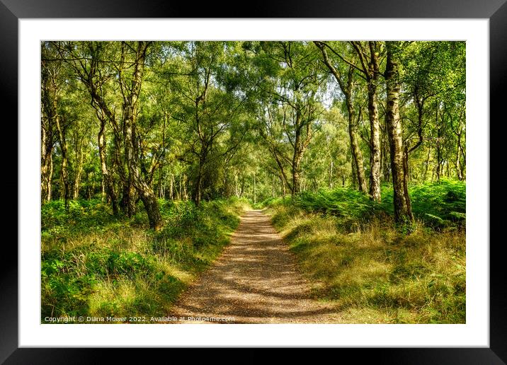 Cannock Chase in Summer Framed Mounted Print by Diana Mower