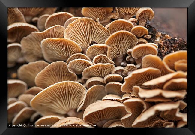 Masses of Oyster Mushrooms Framed Print by Christine Kerioak