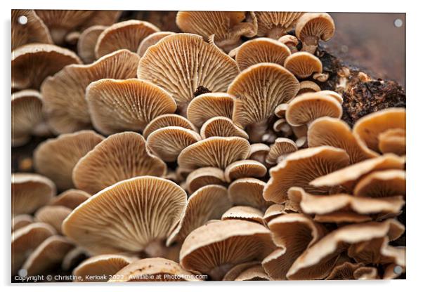 Masses of Oyster Mushrooms Acrylic by Christine Kerioak