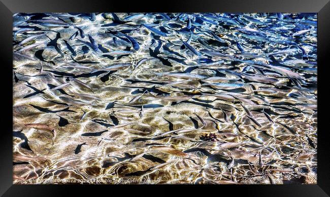 Shimmering Fish Framed Print by Errol D'Souza